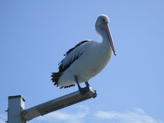 Und der Pelikan war auch da 