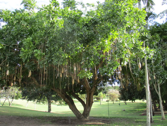 Cooler Baum @ Maryborough