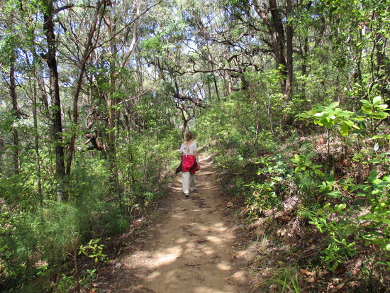 Am Rückweg durch den Wald