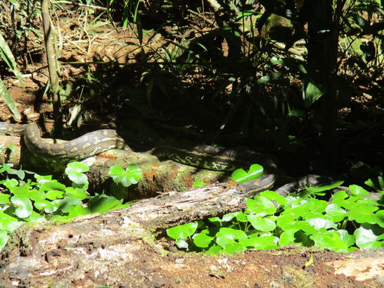 Riesenschlange @ Mary Cairncross Scenic Reserve...