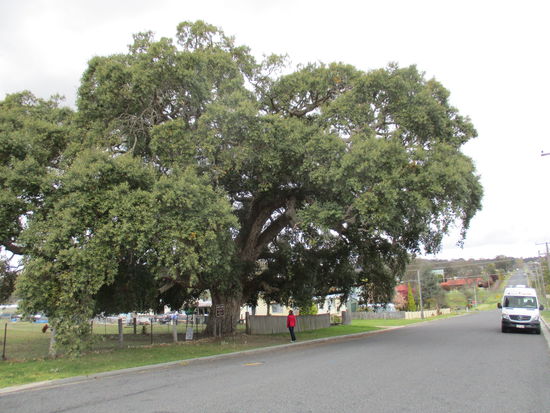 Giant Cork Tree @ Tenterfield - gepflanzt 1861 (!!!)