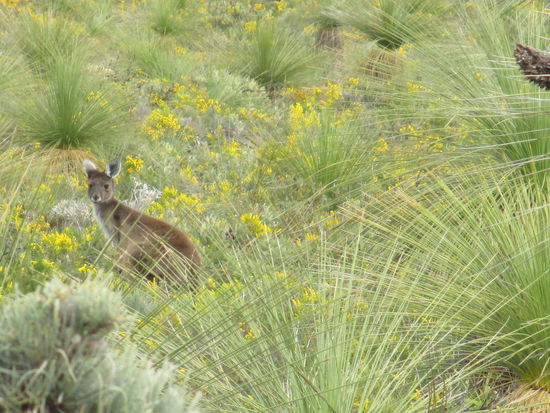 Ja wer versteckt sich denn da zwischen den Wildflowers? 