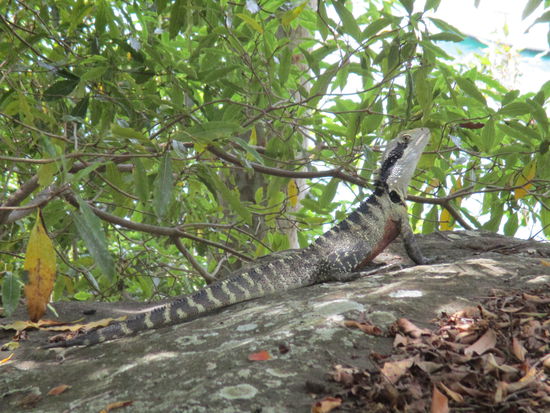 Man beachte, dass wir mitten in der Stadt sind...