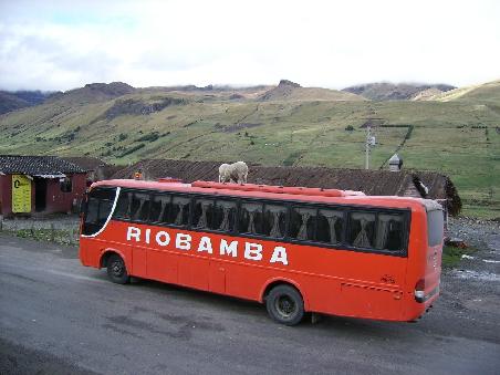 Bus mit Schafen auf dem Dach