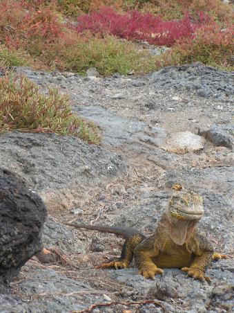 Ein lebender Landleguan..