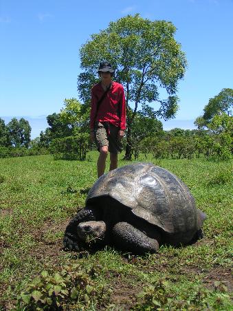 Landschildkroete auf Santa Cruz