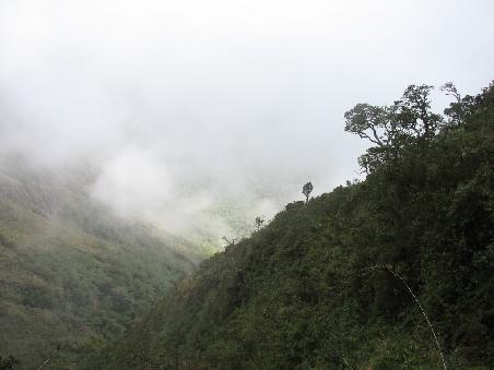 Nach dem kahlen Hochland war das Gruen der Yungas eine wilkommene Abwechslung