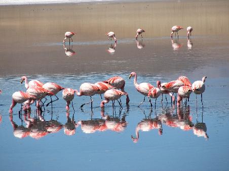 Flamingos