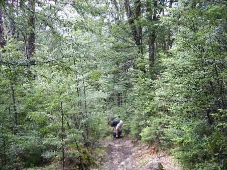 ...und im Wald