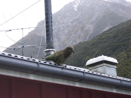 Ein Kea (bergpapagai) - Arthur's Pass wird regelrecht von einer "Keagang" beherrscht, die Leuten ihr Essen klauen und Autoschlaeuche durchbeissen