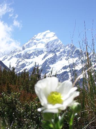 Mt. Cook