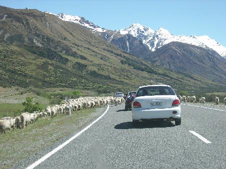 nur die Aussicht und ein paar Schafe stoppen uns ein paar mal auf der Fahrt nach Mt. Cook Village