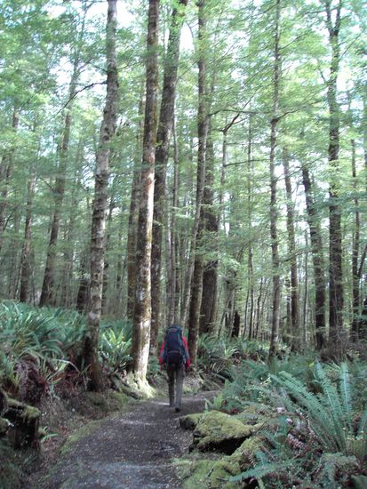 Durch den Wald entlang des Sees