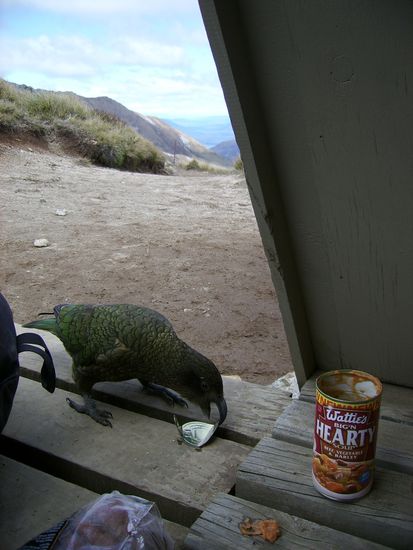 Ein Kea macht sich an meiner Dose zu schaffen