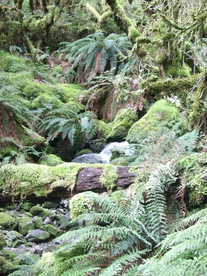 Kleiner Bach im moosbewachsenen Wald
