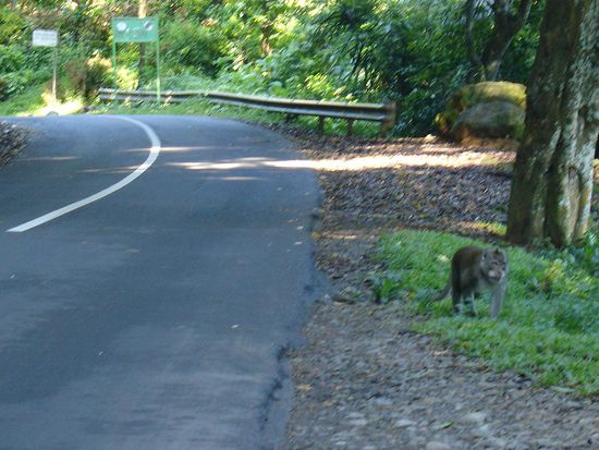 Wieder Affen am Strassenrand