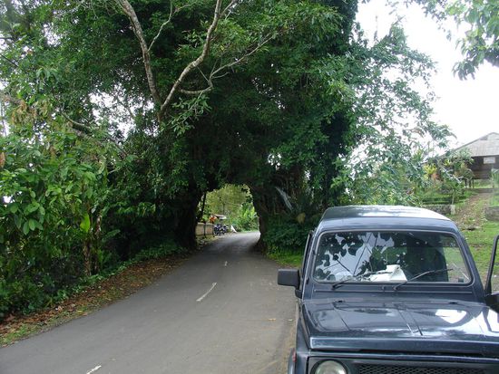 Ein Tunnel durch einem Baum