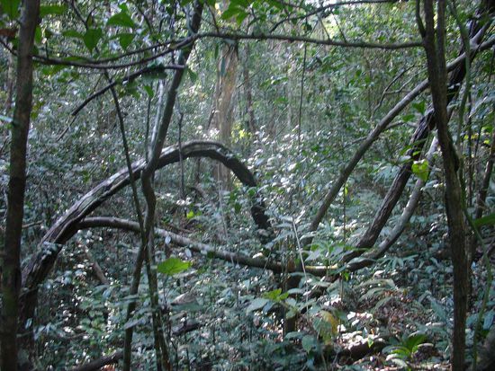 Der Wald wird dichter