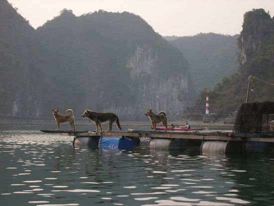 Hunde duerfen auf einem 20qm Grundstueck natuerlich auch nicht fehlen - in Vietnam isst man Hund!