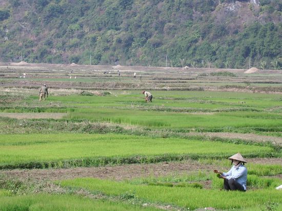 Arbeiter auf den Reisfeldern
