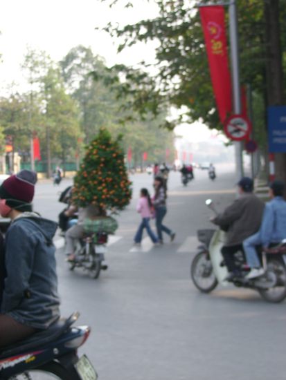 Wenigstens den Mandarinenbaum konnte ich - wenn auch unscharf - einfangen