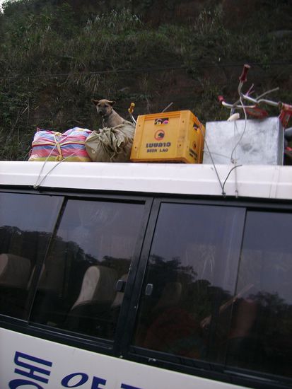 Tiere reisen auf dem Dach