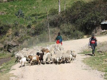 Schaefer in Azuay