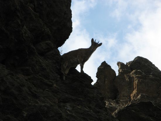 Immer weider treffen wir auf Gemsen