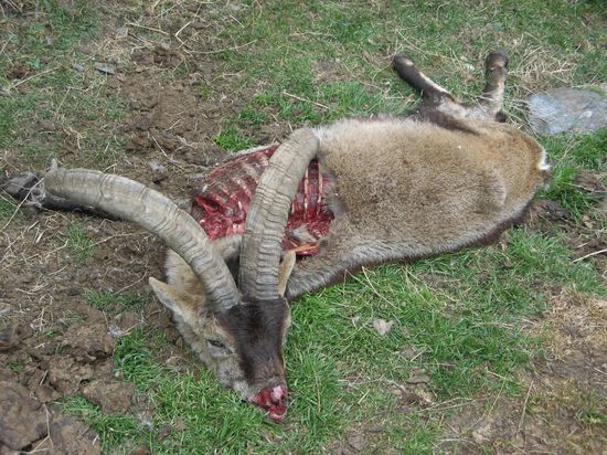 Bis hierhin hatten wir Hochachtung vor den Kletterkünsten der Gemsen.