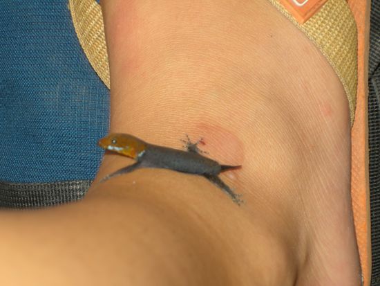 Ein kleiner Salamander sitzt im Bus ploetzlich auf Julias Bein