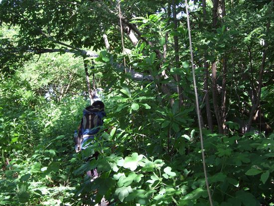 Durch tropischen Wald