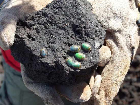 Diese coolen Kaefer finden wir ueberall -sogar am Kraterrand