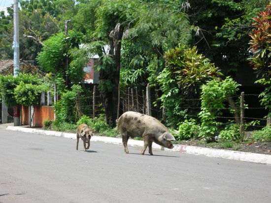 Schweine schlendern auf der Strasse in Moyogalpa -wir warten auf den Bus