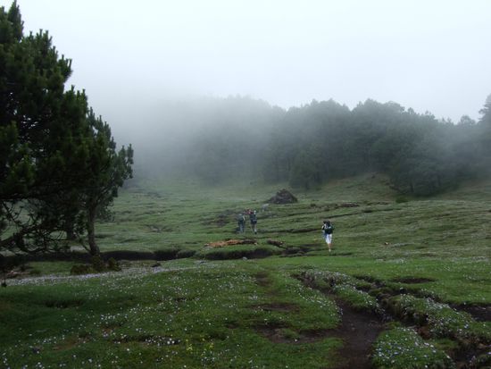 Wir erreichen den nebelverhangenen Wald
