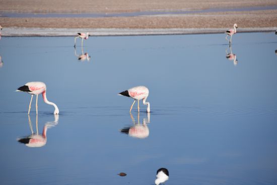 Die berühmten Flamingos in der Chaxa Lagune.