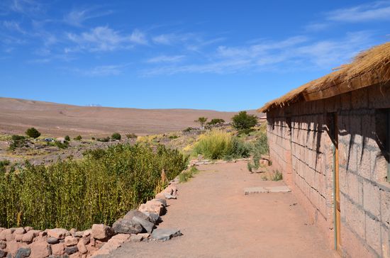 Quinoaanbaum mitten im Dorf