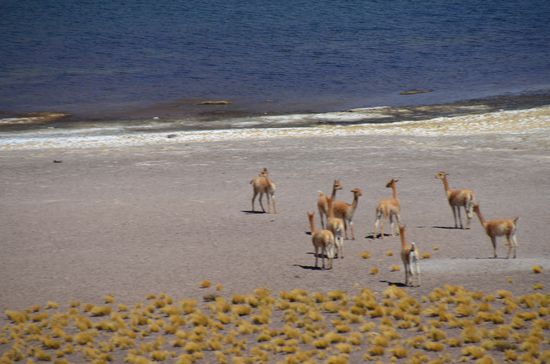 Lago Miscanti, Heimat vieler Vicuñas, die hier am Ufer gerne grasen und herumtoben.
