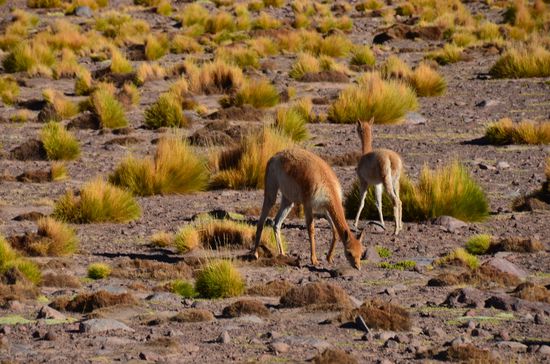 Viñucas leben hier in dieser Region überall.