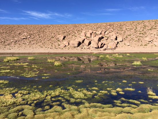 Kontraste - hier lebt die Wüste