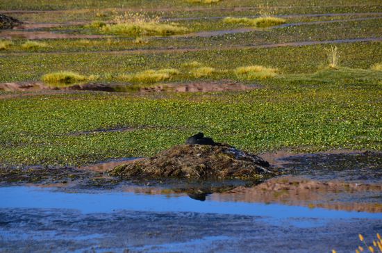 Diese Vogelart ist nur hier zuhause und lebt förmlich in einem Paradies