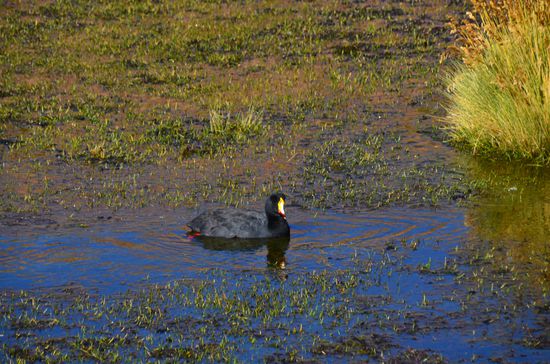 Tiefschwarzes Gefieder und knallrote Beine und Füße - so staksen sie durch das sumpfige Gelände