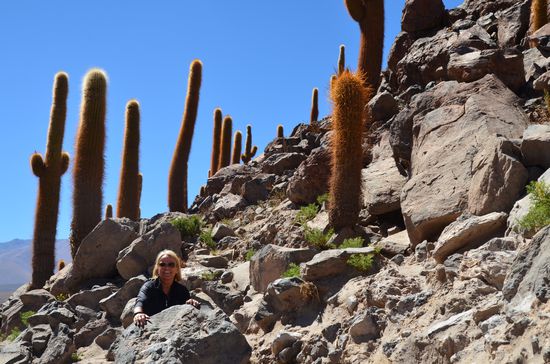 Der Cactus Canyon ist schon ein besonderer Ort. Man muß aufpassen, wo man hingreift! Meterhohe Kakteen prägen hier das Bild