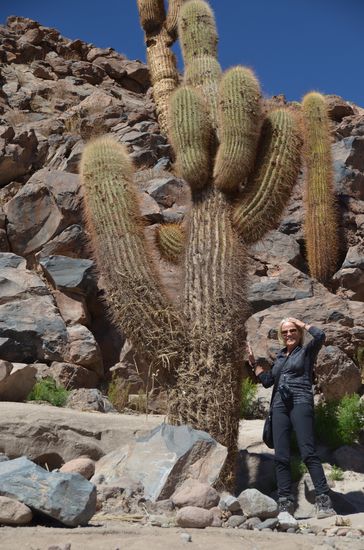Riesenkakteen, denen ich nicht noch näher kommen muß!