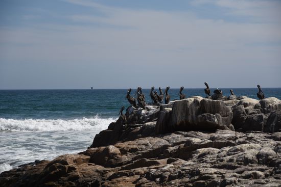 Pelikankolonie am rauhen Strand