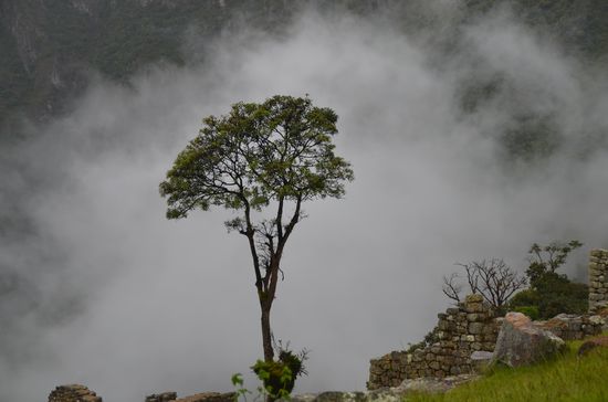 Der Nebel gibt alles etwas Geheimnisvolles