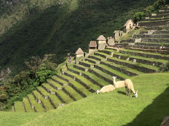 Selbst den Lamas gefällt es jetzt besser
