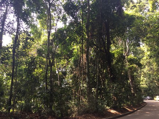 Hier möchte ich keinen Fuß in den Busch setzen!!