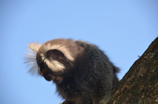 Kleine Äffchen besuchen uns während unserer Mittagspause