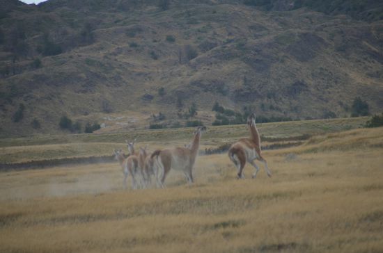 Und immer wieder Guanocos, die wir hier bereits häufig auf dem Weg gesehen haben.