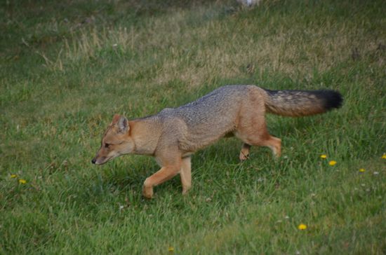 Ein hier sehr heimischer Fuchs läuft vollkommen unbeeindruckt an uns vorbei.